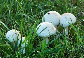 white mushrooms in yard