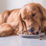 grain-free-dog-food