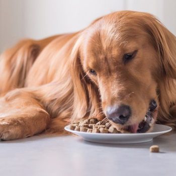 grain-free-dog-food