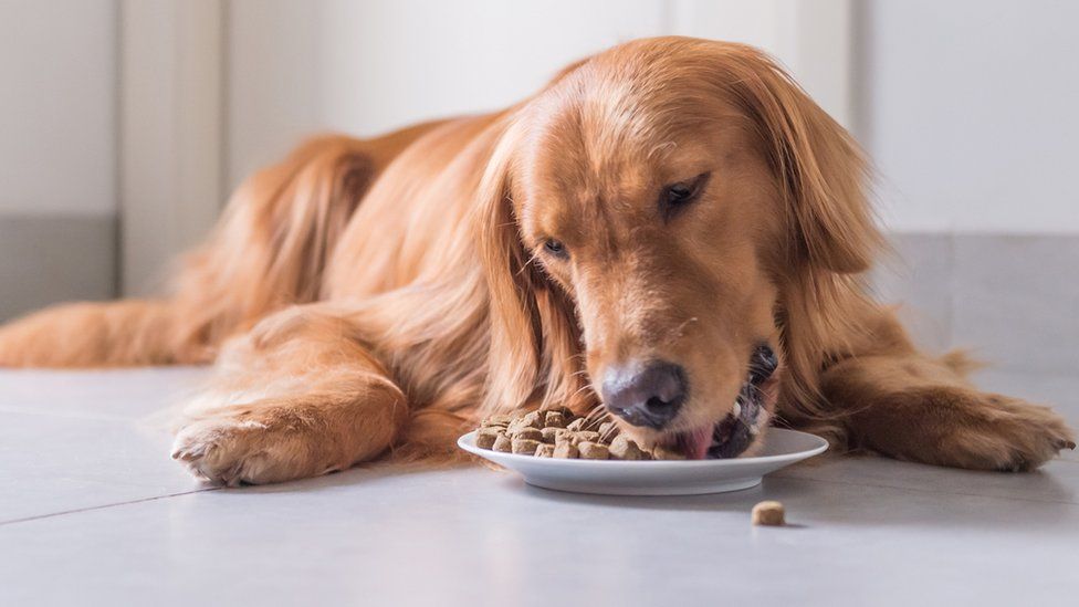 grain-free-dog-food