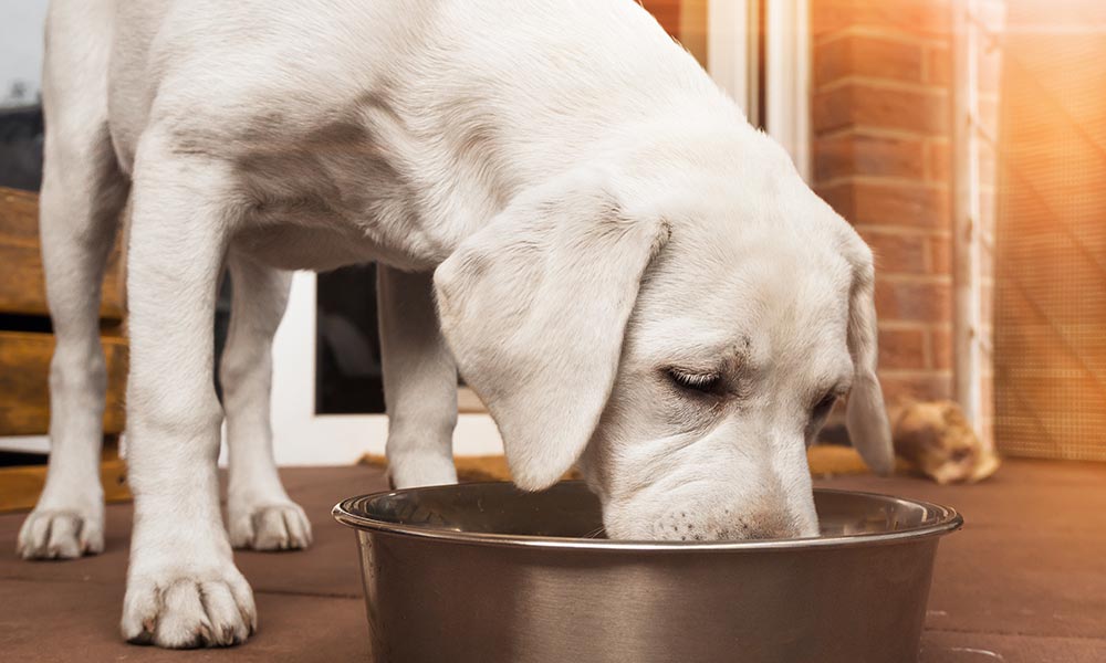 natural-dog-treats