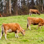 Cows Raised On A Dairy Farm