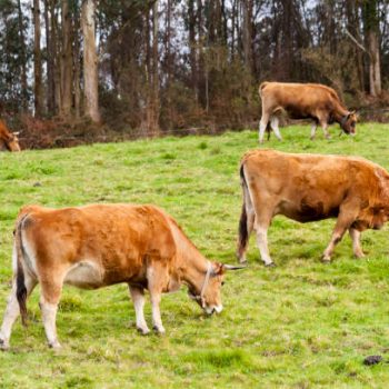 Cows Raised On A Dairy Farm