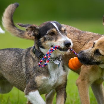 dogs-play-fightingositphotos_49380373_m-2015