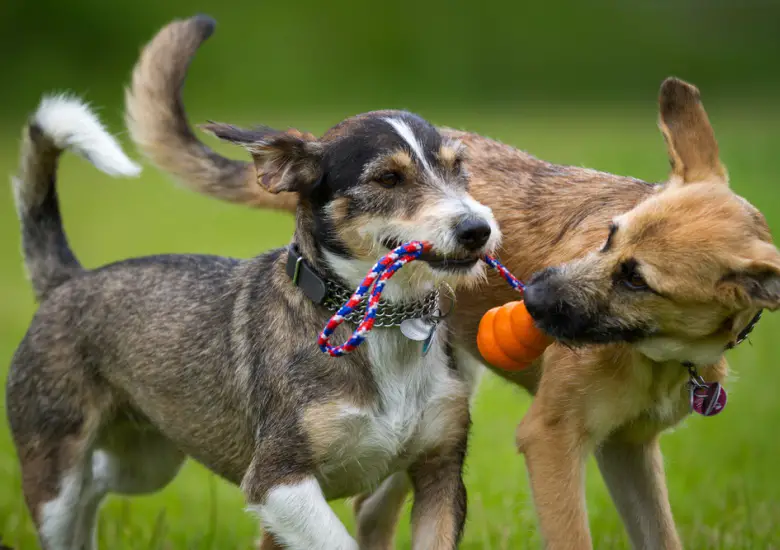 dogs-play-fightingositphotos_49380373_m-2015