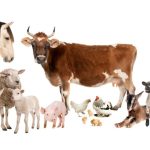 Group-of-Farm-Animals