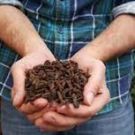Insect Feed Market