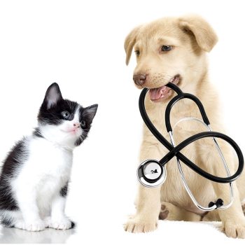 Veterinary Endoscopy