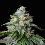 products-skywalker-og-strain-cannabis-seeds