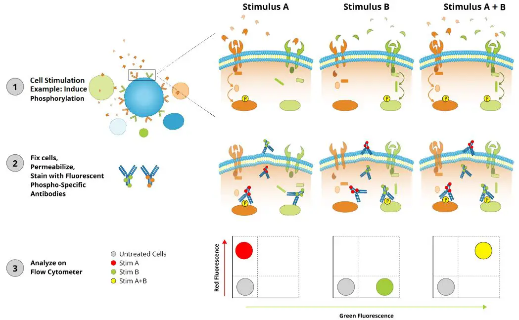 Flow Cytometry Market