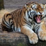 Tiger Safari Destinations in India