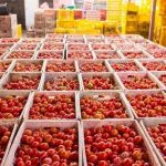 Tomato Processing Plant Project Report1