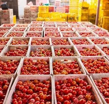 Tomato Processing Plant Project Report1