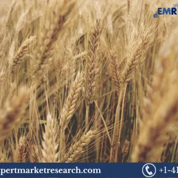 Wheat Market