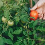 hydroponic tomato