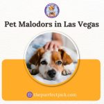 Exploring the World of Pet Malodors Las Vegas Services