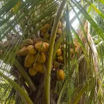 Tender Coconut Suppliers in Bangalore