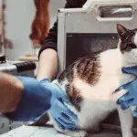 Advanced Techniques in Veterinary Endoscopy