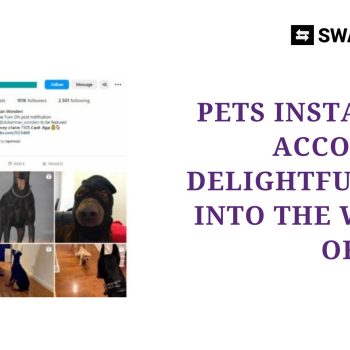 Pets Instagram Account A Delightful Dive into the World of Pets!