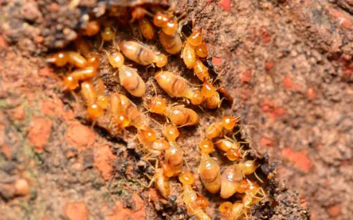 Termite-prevention-services-in-Annapolis-Maryland
