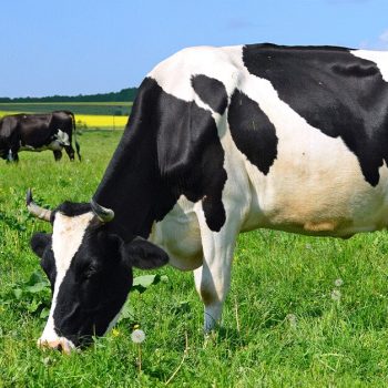 bovine mastitis market