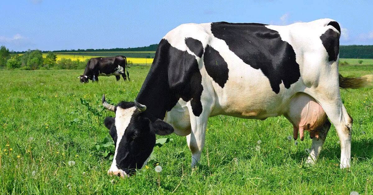 bovine mastitis market