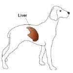 Canine Liver Disease