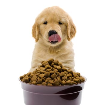 Pet Food Ingredients Market