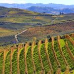 Piedmont and Langhe Private Tours