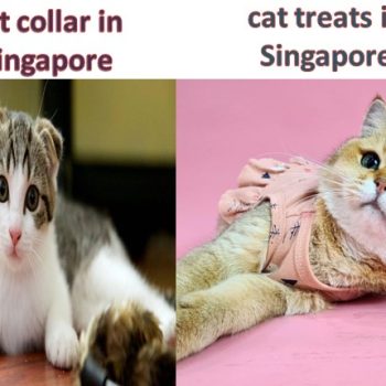 Cat Treats and Collars in Singapore