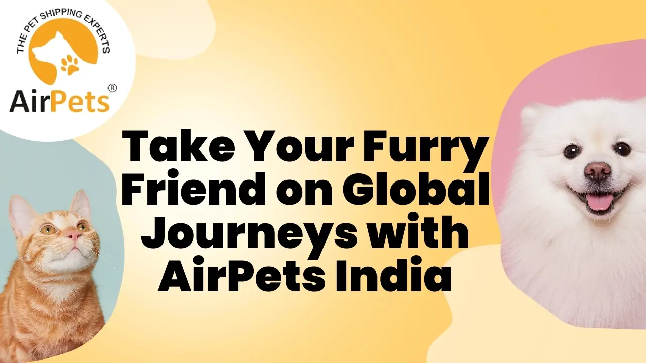Take Your Furry Friend on Global Journeys with AirPets India