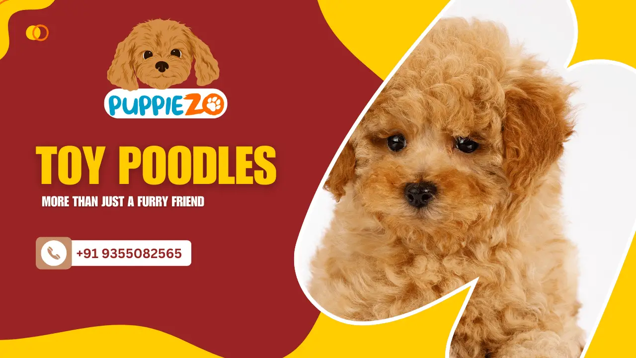 Toy Poodles Price in India