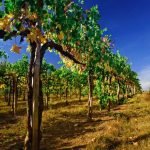 Tuscany Wine Tour