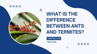 What is the difference between ants and termites (1)
