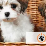 Little Puppies Online