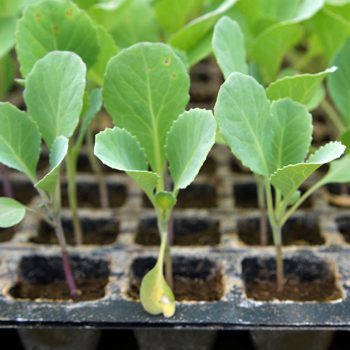 cabbage-seedlings
