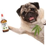 cbd-for-pets-featured