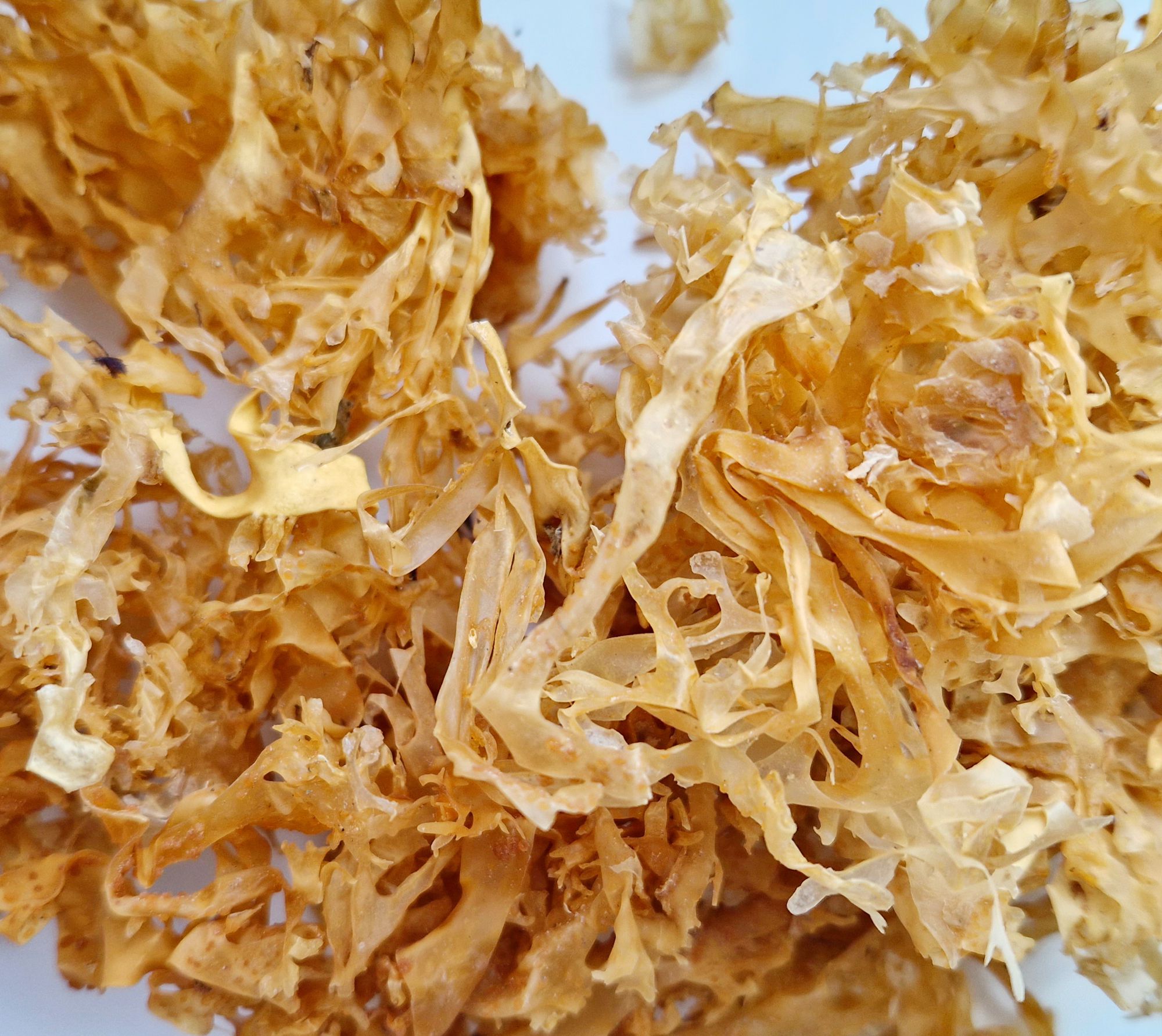 organic Irish sea moss