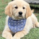 golden retrievers puppies for sale Indiana