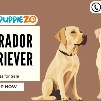 Labrador_Retriever_Puppies