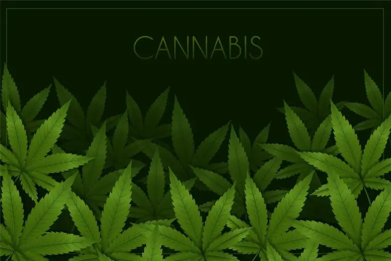 cannabis