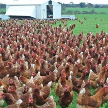 Pasture Raised Chicken in Houston