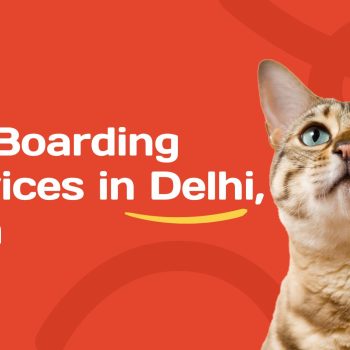 Pet Boarding Services in Delhi India