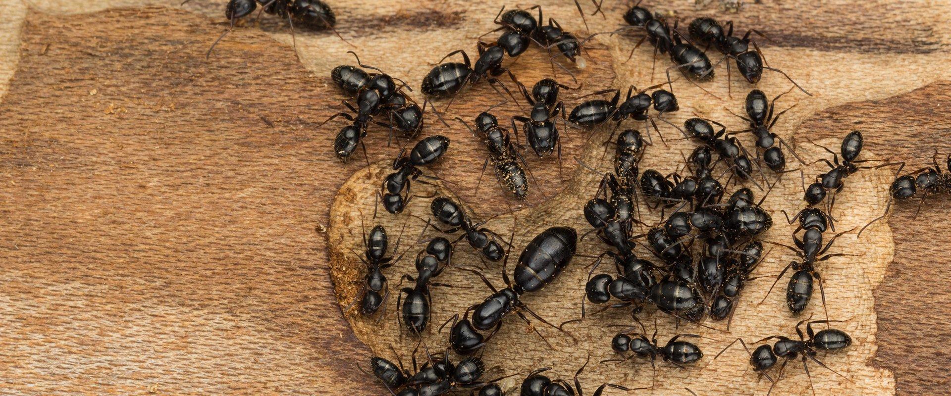 Ants Exterminator in Wilton
