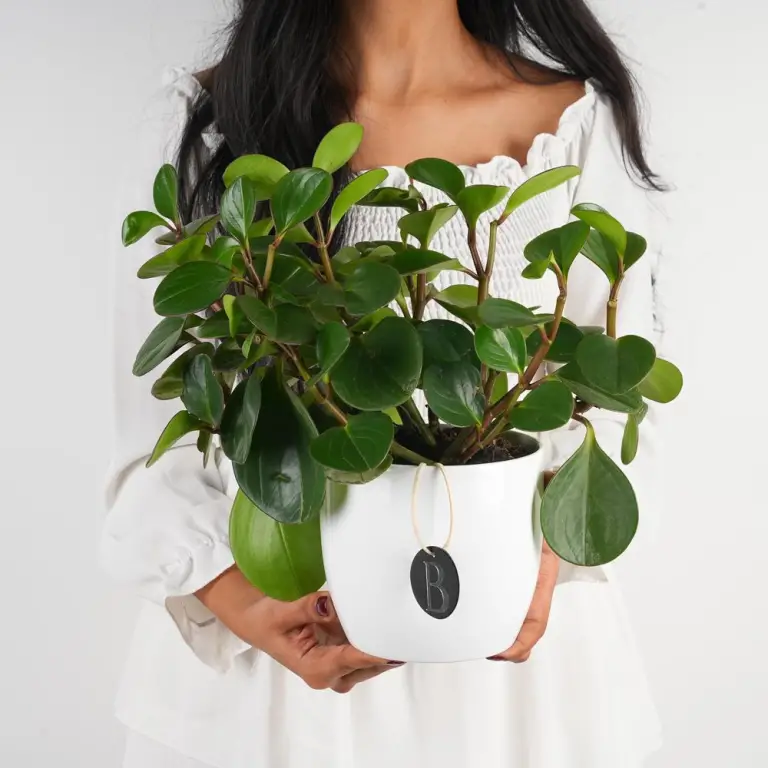 A beautiful house plant in a white planter.