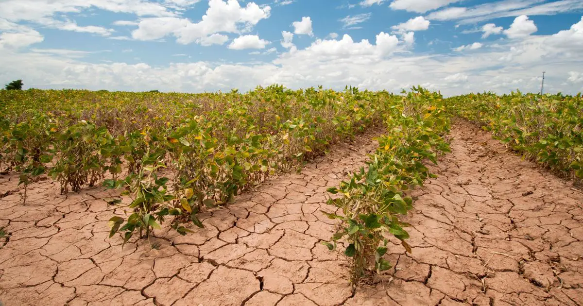 fa-sus-climate-drought-soybeans