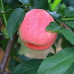 growing-peach-trees-in-texas