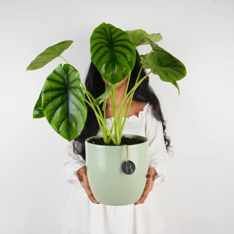 A plant with large, full, glossy leaves placed inside a pot.