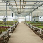 no-people-greenhouse-with-irrigation-system-control-pannels-growing-organic-lettuce-hydroponic-enviroment-empty-glasshouse-with-bio-food-being-grown-organically-with-no-pesticides_482257-46866