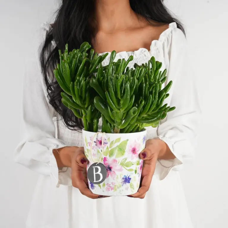 A woman holds a house plant with multiple leaves.